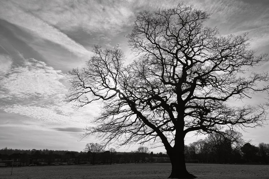 A large, leafless tree with intricate, twisting branches stands prominently in an open field under a cloudy sky. The scene is in black and white, highlighting the contrast between the dark tree silhouette and the lighter, textured clouds. The field appears well-maintained, with no visible debris or overgrowth, and the overall atmosphere is calm and serene.